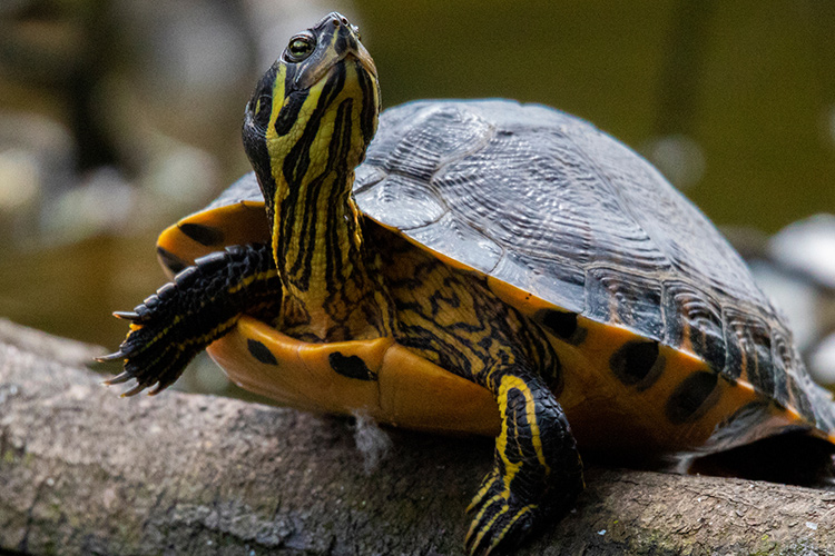 Casa de Turtles