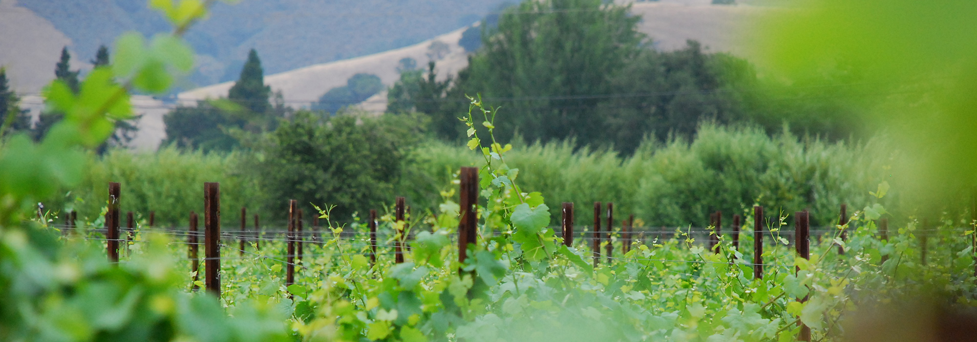 Casa de Fruta vineyards